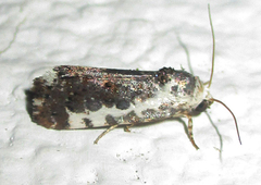 Acontia ectorrida