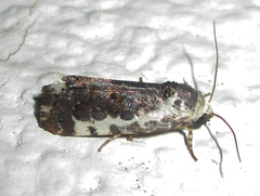 Acontia ectorrida