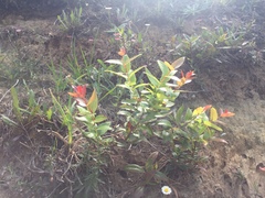 Gaultheria oppositifolia