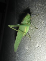 Caedicia pictipes