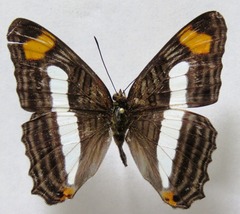 Adelpha iphicleola iphicleola
