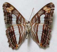 Adelpha iphicleola iphicleola