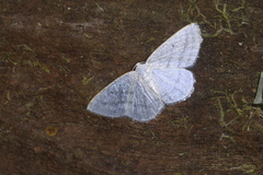 Lomographa tributaria