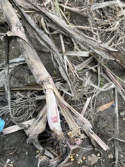 Fusarium graminearum