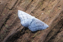 Lomographa tributaria