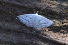 Lomographa tributaria