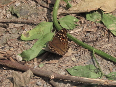 Junonia lemonias aenaria