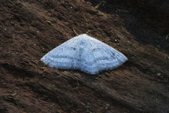 Lomographa tributaria