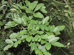 Millettia