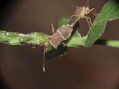 Cletomorpha simulans