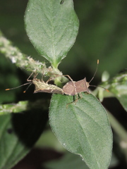 Cletomorpha simulans