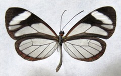 Ithomia patilla