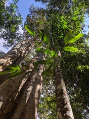 Lagerstroemia calyculata