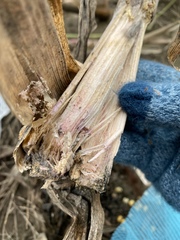 Fusarium graminearum