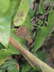 Junonia lemonias aenaria