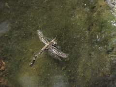 Lamelligomphus formosanus