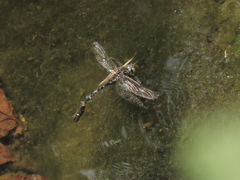 Lamelligomphus formosanus