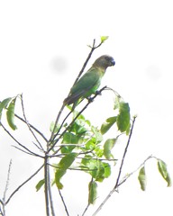 Poicephalus cryptoxanthus tanganyikae