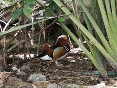 Aix galericulata