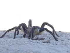 Grammostola vachoni