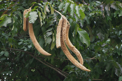 Magnoliopsida
