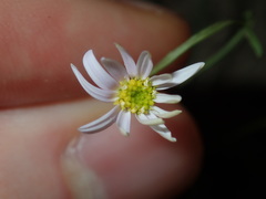 Vittadinia triloba