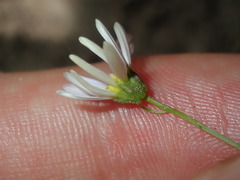 Vittadinia triloba