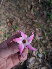 Dipterocarpus obtusifolius