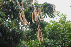 Magnoliopsida