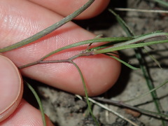 Vittadinia triloba