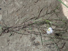 Vittadinia triloba