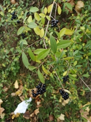 Ligustrum vulgare