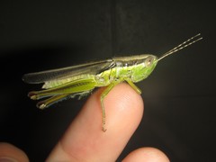 Bermius odontocercus