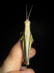 Bermius odontocercus