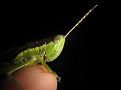 Bermius odontocercus
