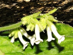 Streptocarpus davyi image