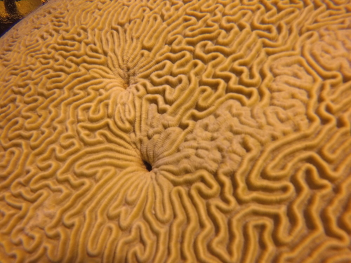Symmetrical Brain Coral, photo 6 of 8