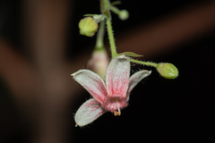 Sterculia brevissima