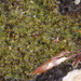Stiff Swan-neck Moss - Photo (c) Tony Rebelo, some rights reserved (CC BY-SA), uploaded by Tony Rebelo