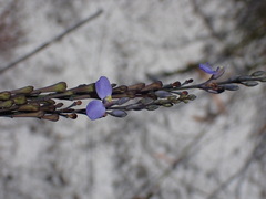 Comesperma defoliatum