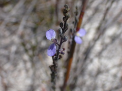 Comesperma defoliatum