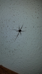 Leiobunum ventricosum