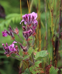 Pelargonium cucullatum strigifolium