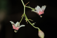 Sterculia brevissima
