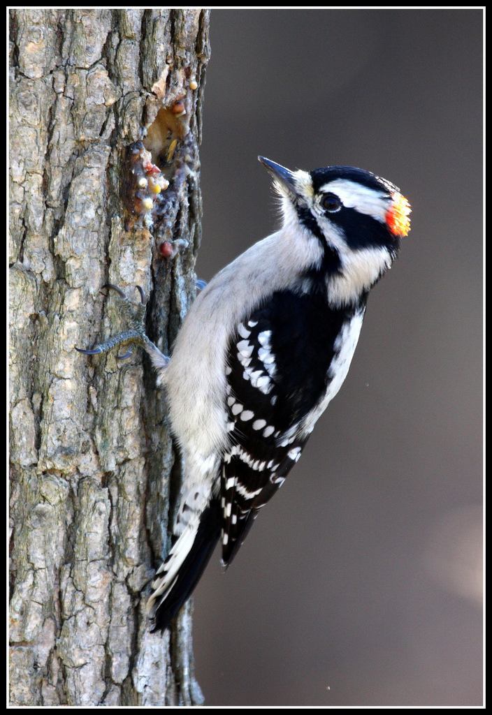 Downy Woodpecker Birds Of Wild Basin Inaturalist