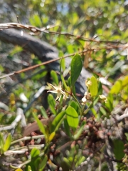 Vincetoxicum carnosum