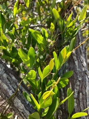 Vincetoxicum carnosum