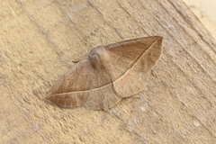 Microgonia rhodaria