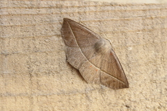 Microgonia rhodaria
