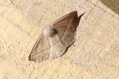 Microgonia rhodaria